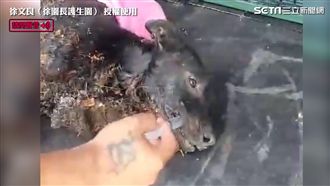 誤闖瀝青廠！黑狗動彈不得只能眨眼