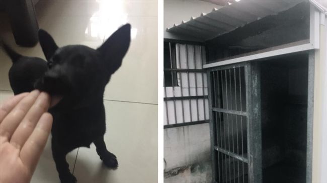 聽到要養狗太開心　阿公蓋出浮誇狗屋