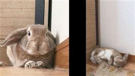 寵物,兔子,秒睡,推特,萌,毛小孩, 可愛／翻攝自goen0414 Twitter