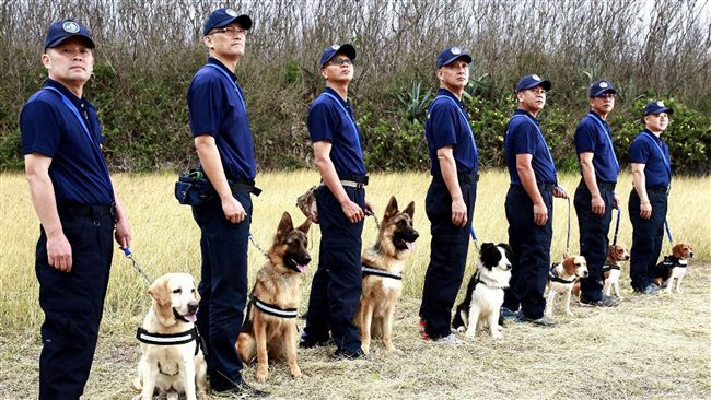 澎湖最萌警犬票選　邊境牧羊犬暫領先