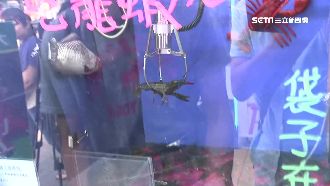 娃機夾活龍蝦評價兩極　台主週賺上萬