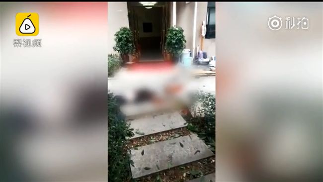 鄰居墜樓慘死　他拍下畫面才知是爺爺