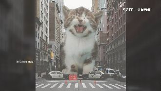 化身喵吉拉侵略地球！模樣可愛又療癒