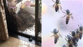 大陸,廣西,南寧,蜜蜂,陽台,專家,螫傷,紅腫,大排蜂,遷徒　圖／翻攝自看看新聞　https://goo.gl/cNYKmJ