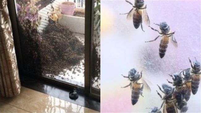 婦曬羽絨衣！竟引「這生物」霸佔陽台