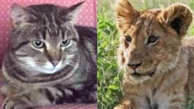 辛巴,迪士尼,動畫,獅子王,動物園,英國,獅籠,捕鳥,裝潢　圖／翻攝自推特　