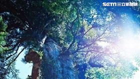 力麗觀光,力麗馬告生態園區,神木園,神木,張智銘,一森一勢