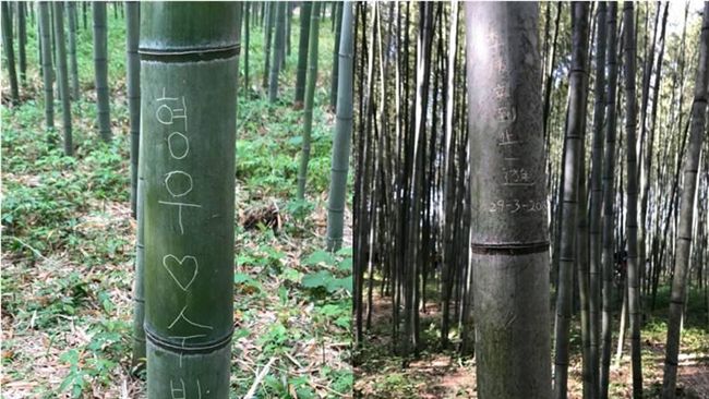 刻字毀美景…京都嵐山竹林遭遊客破壞