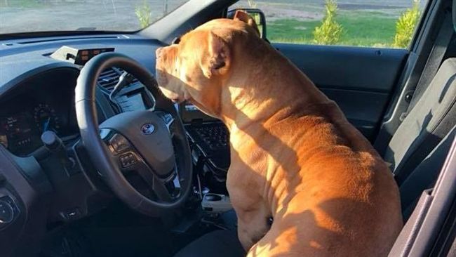 警方獲報抓比特犬　慘遭超「萌」攻擊