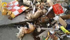 大陸江蘇省揚州市一名范姓飼主發現愛犬被偷走，他立刻上前要逮住偷狗賊，不料偷狗賊竟威脅「你敢追，我就拿針毒你！」飼主因太過緊張，誤踩油門撞死偷狗賊。後來飼主在現場發現弓箭、毒針，還有5隻被毒死的狗屍體。（圖／翻攝自梨視頻）