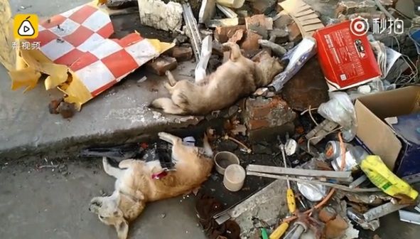 拿毒針大膽威脅　偷狗賊遭飼主撞死