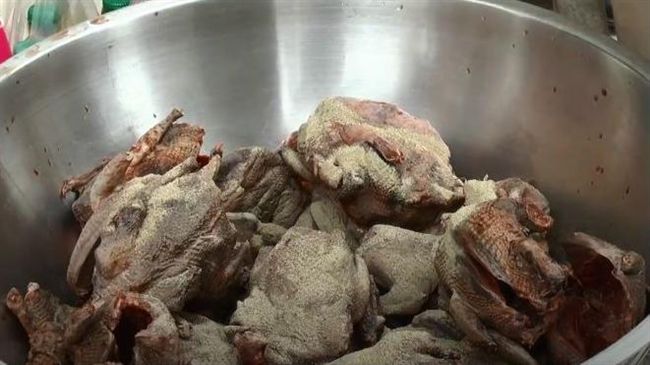 鴿子太多…泰國辦「煮鴿大會」吃鴿肉