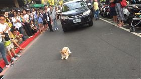 快抱緊處理！短腿柯基當路霸超萌　網瘋喊「擋多久都可以」
圖／翻攝自爆廢公社