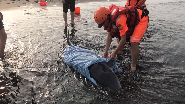 半月內2隻抹香鯨擱淺　1死1野放