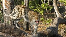 3歲男童深夜遭豹叼走　隔天被發現時只剩頭骨…　圖／PIXABAY