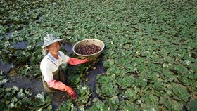 菱角田農友台南官田的菱角田，在農民與林務局及慈心有機農業發展基金會共同努力下，成為人與自然生態和諧共生的最佳案例。圖為農友許萬芳。（慈心提供）中央社記者李欣穎傳真　107年5月1日