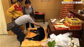 台北,退役搜救犬,Bailey,過世,消防員,黑水迴旋鏢,IRO（圖／翻攝畫面）