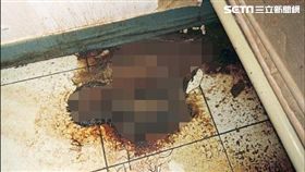 貓,餓死,租屋,蛆,動物保護法,愛貓人士,基隆