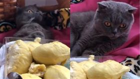 臭到昏！主人端榴槤「進貢」　英國短毛貓秒昏石化（圖／翻攝自秒拍）