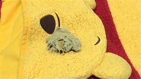 許多人家中都會有條「小被被」，不聞著上面的味道可能無法安穩入眠！有一名網友分享她妹妹用了30年的「小被被」，它的大小原本與浴巾差不多，但如今跟「鼻屎」一樣小了，她無奈問「是不是找個機會把她的被被給丟掉了？」其他網友看到後連忙制止，直呼「是傳家之寶，不能丟！」（圖／翻攝自爆廢公社）