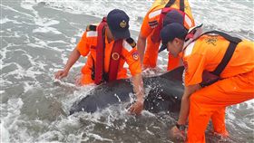 負傷鯨豚擱淺　海巡救援一隻侏儒抹香鯨受傷擱淺在苗栗縣竹南龍鳳漁港岸際，海巡署中部分署第三岸巡隊動員協助救援，8日凌晨順利送往台南四草基地救治，狀況趨穩。（海巡署提供）中央社記者管瑞平傳真　107年5月8日