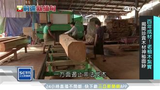 緬甸柚木品質高　盜伐多瀕「林」危機