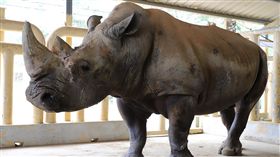 六福村19白犀牛自然繁衍　獲國際重視國際「犀牛輔助生殖技術工作坊」8日在台舉辦，六福旅遊集團表示，六福村的犀牛數量多達19隻，繁育成果排名亞洲第一，深受12國的專家重視。（六福旅遊集團提供）中央社記者陳葦庭傳真 107年5月8日