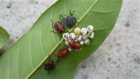 荔枝椿象、潰爛。（圖／翻攝自高雄農改場）

http://www.kdais.gov.tw/search_wg.php
