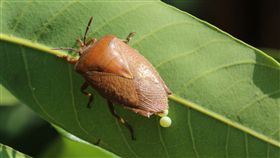 這淡綠色的卵好煩人！別用手抓荔枝椿象（圖／農委會）