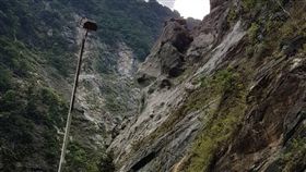 花蓮,刺柏,森林法,盜採,花蓮林管處,保七