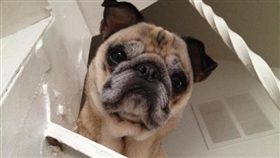 老巴哥視力退化　天天苦喊找媽媽（圖／翻攝自THE DODO）