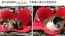 新北,新店,殺貓,我是新店人,臉書,貓,貨車,監視器畫面（圖／翻攝畫面）