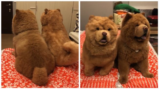 鬆獅犬跟玩具狗長太像　網：是兄弟吧