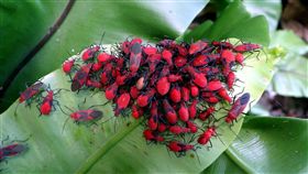 紅姬緣椿象季節性群聚（1）台北市動物園最近出現一團一團、體型大小不一，顏色鮮紅，仿若會走路的「枸杞」生物，有熱心遊客誤以為是紅火蟻入侵，多次通報，動物園說，這是紅姬緣椿象季節性群聚，不用緊張。（台北市動物園提供）中央社記者梁珮綺傳真  107年5月9日