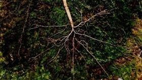 阿嬤託夢助孫賺大錢？他意外採到227萬「百歲野山蔘」
圖翻攝自人民日報微博