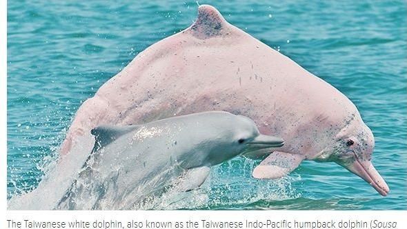 NOAA：台灣白海豚列入瀕危物種