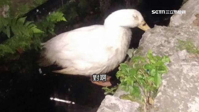 雞鴨逛大街　疑鎮煞開光雞、帶路鴨