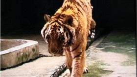 飼養員遭老虎咬死　照片曝光…網心疼「怎麼瘦成這樣？」　圖／翻攝自陸媒