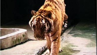 飼養員遭老虎咬死　這照片讓網友心疼