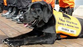 搜救犬,Bailey,台北市消防局,過世,灑葬儀式,黑水迴旋鏢,美國教官,派對女王,八八風災,
榮譽市犬（翻攝自臺北市搜救隊臉書）