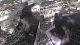 影／動物園挑釁袋鼠！女童慘遭袋鼠咬爛耳朵　送醫縫14針　圖／翻攝自youtube