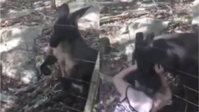 動物園挑釁袋鼠　女童遭袋鼠咬爛耳朵