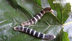 蠶寶寶,寵物,苗栗區農業改良場,黑色蠶寶寶,黑旋風,校園,生態

圖／農委會