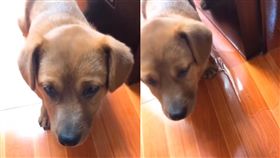 影／有趣？「狗肉湯是用狗肉燉成的湯」　狗狗聽到發抖閃尿
圖／翻攝自Chu boommini YouTube
https://www.youtube.com/watch?v=BcrxSAm66OQ