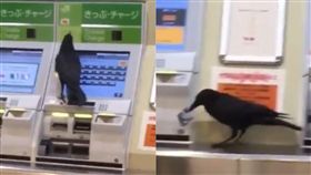 烏鴉搶信用卡買車票(翻攝twitter)