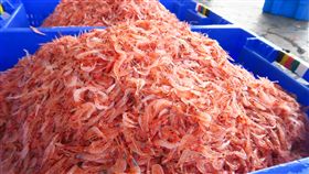 全世界唯二櫻花蝦生產國　東港占一席之地屏東東港不只盛產黑鮪魚，櫻花蝦也是東港特色，東港區漁會推廣部主任王志民受訪表示，全世界唯二有產櫻花蝦的國家就在日本和台灣，其中日本產地在靜岡縣，台灣則分別在東港和宜蘭頭城。中央社記者陳葦庭攝　107年5月9日