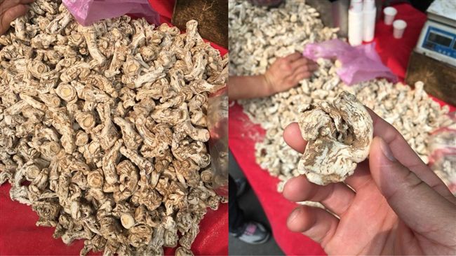 當歸廢物當「蔘」賣　地方媽媽慘受騙