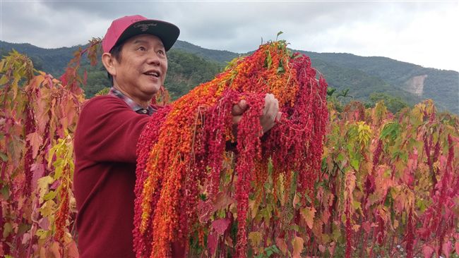 台灣紅藜營養高　搖出生活新體驗