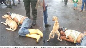 狗狗忠心護主(翻攝自Daily Mail)