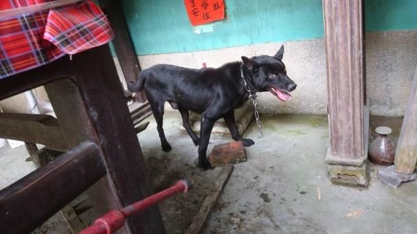 野狗發情愛上牠　老婦人遭攻擊咬傷